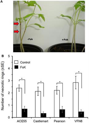 Tomato Inoculation With the Endophytic Strain Fusarium solani K Results in Reduced Feeding Damage by the Zoophytophagous Predator Nesidiocoris tenuis